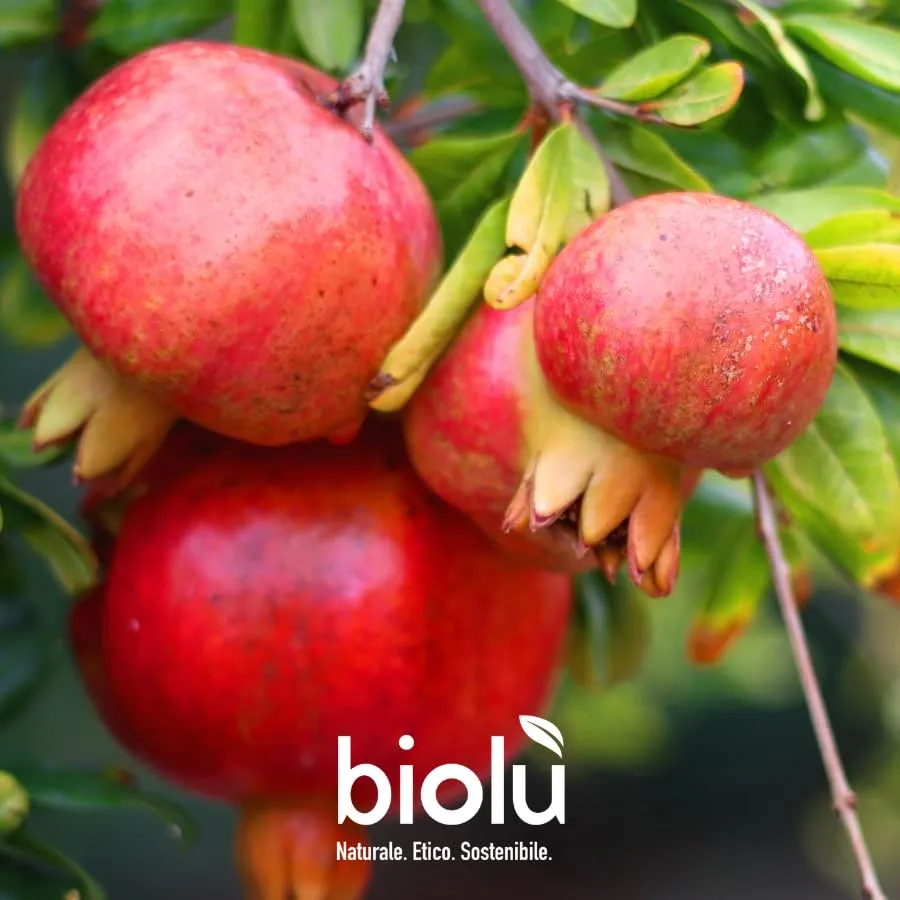 Biolù Melagrana Ammorbidente 1 L Naturale