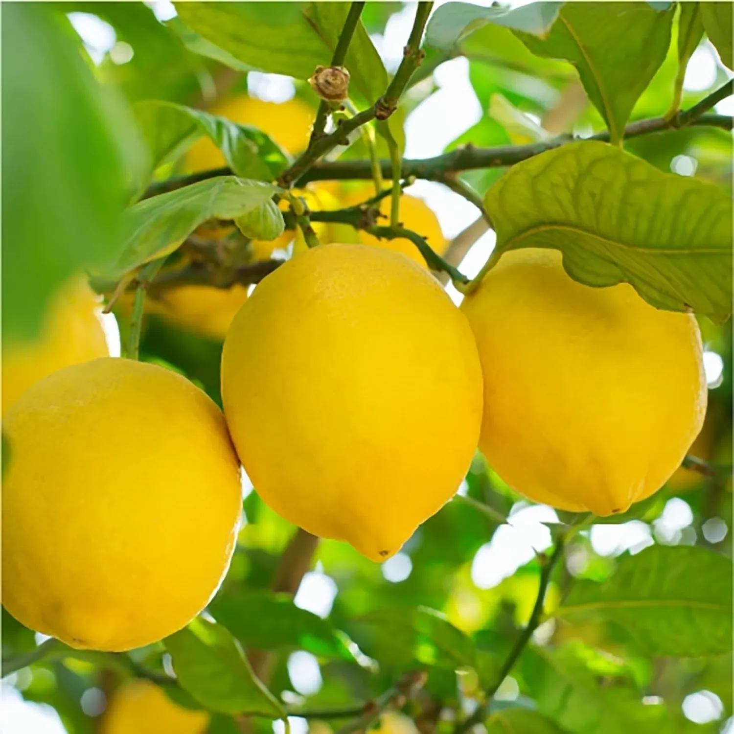 Biolù Sapone Solido Limone 140g Universale Vegetale