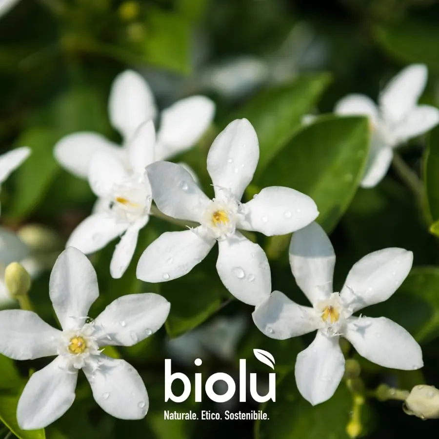 Biolù Gelsomino Ammorbidente Naturale Fiorito