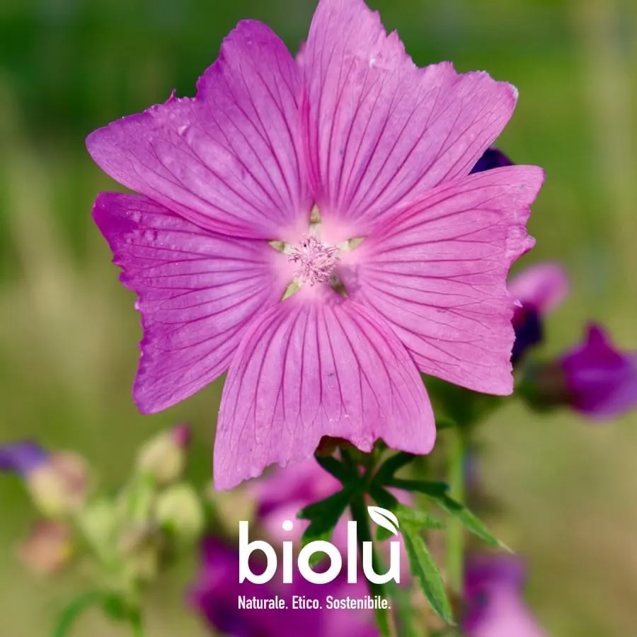 Biolù Intimo pH 4 detergente intimo tanica 5L antibatterico