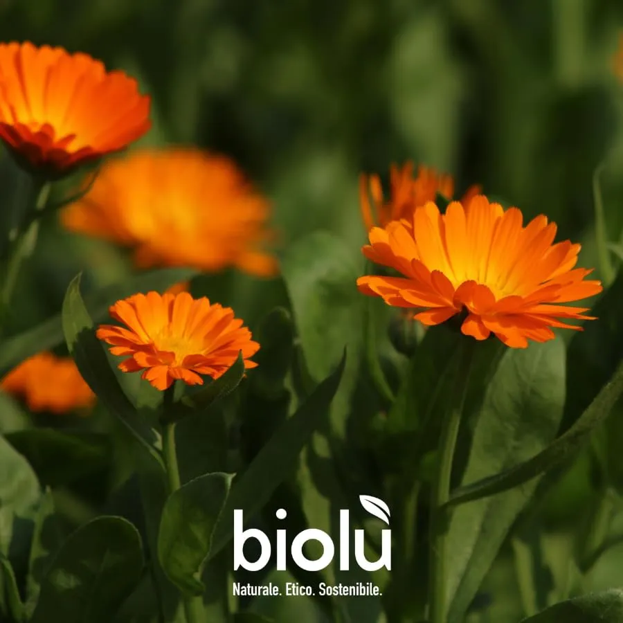 Biolù Calendula shampoo delicato uso frequente 250ml bio
