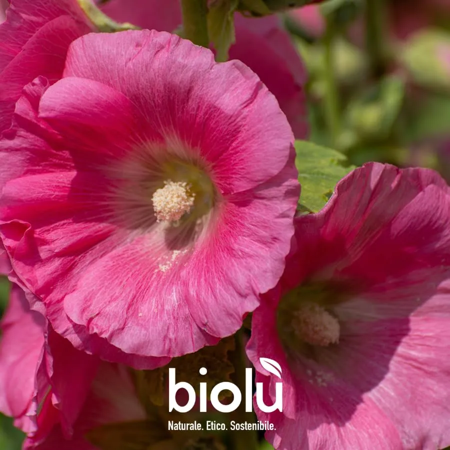 Biolù Intimo pH 4 detergente intimo polvere 25g malva